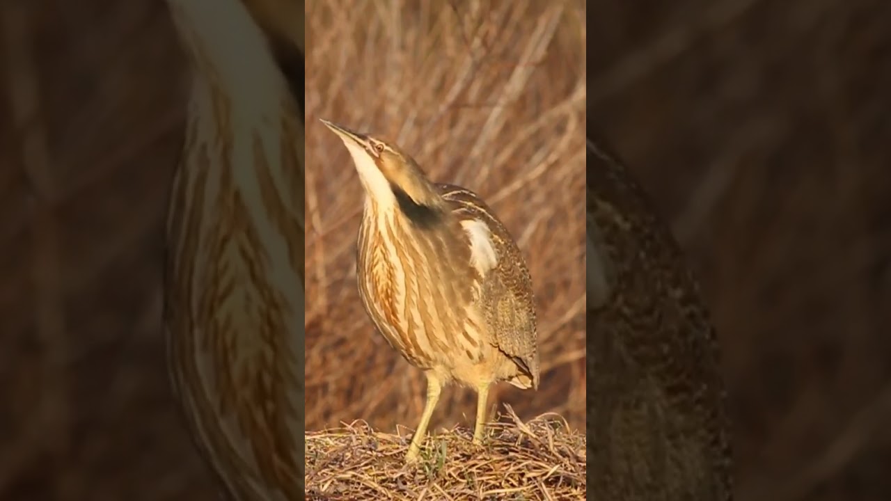 Eurasian bittern Call 