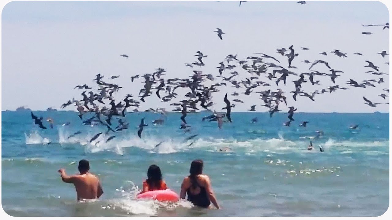 crashes on air Swarm of Birds Dive into Water | Mine, MINE
