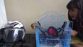 Unboxing Tapi Bukan Di Box Loh Bajing Kelapanya