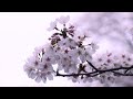 Arctica - Hanami in Tokyo (Ambient, Drone, Minimal, Field Recordings)