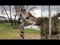 🎥 LIVE VIRTUAL ZOO DAY - Brunch with the Giraffes