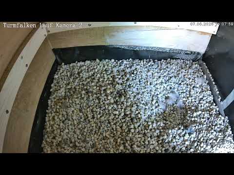 Turmfalken Cam 2