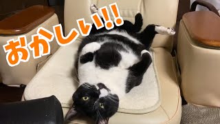 【面白い猫】猫のイスの座り方がおかしい件 Cat sitting wrong【Twitter】