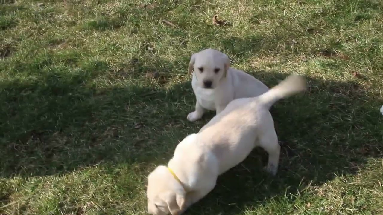 Продаются щенки желтого лабрадора-ретривера.