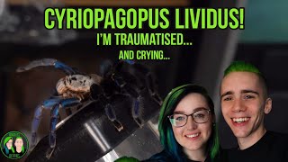 Im Crying - Cyriopagopus Lividus - Defensive Tarantula Rehouse