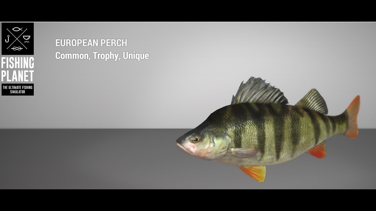 Fishing Selenge River Unique European Perch Bait YouTube
