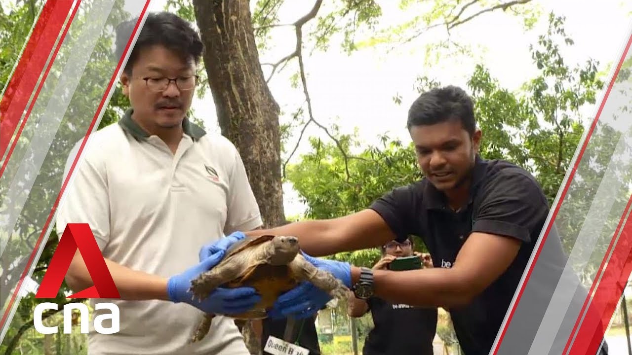 2 rescued turtles to be released into wild in Malaysia - YouTube