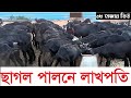 ছাগলের খামার (Goat Farm), আল আমিন এগ্রু ফার্ম, কোয়াচাদপুর, কচুয়া, চাঁদপুর- +8801720906973