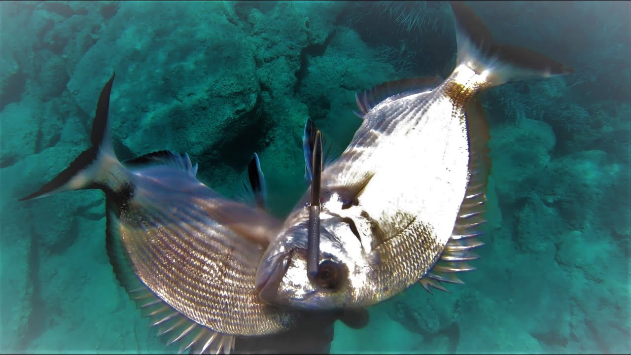 Διπλετες και φθινοπωρινοι σαργοι