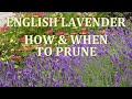 How and When to prune English Lavender 2020