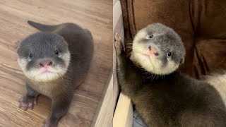 Baby Otter Still Looking For A Beautiful Name