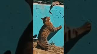 Let Watch This  funny dothingsyoudontwanttodo pets theothersideofmakebelieve comedy meme