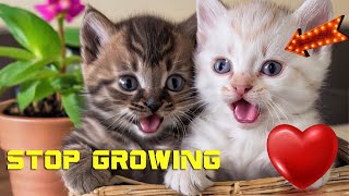 When Do Cats Stop Growing 🛑 Understanding Your Cat's Growth Timeline by Animals A2Z 44 views 1 day ago 1 minute, 28 seconds