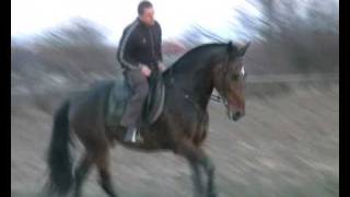 Marcin Na Swoim Rashidzie - Koń Na Sprzedaż 12Tyś