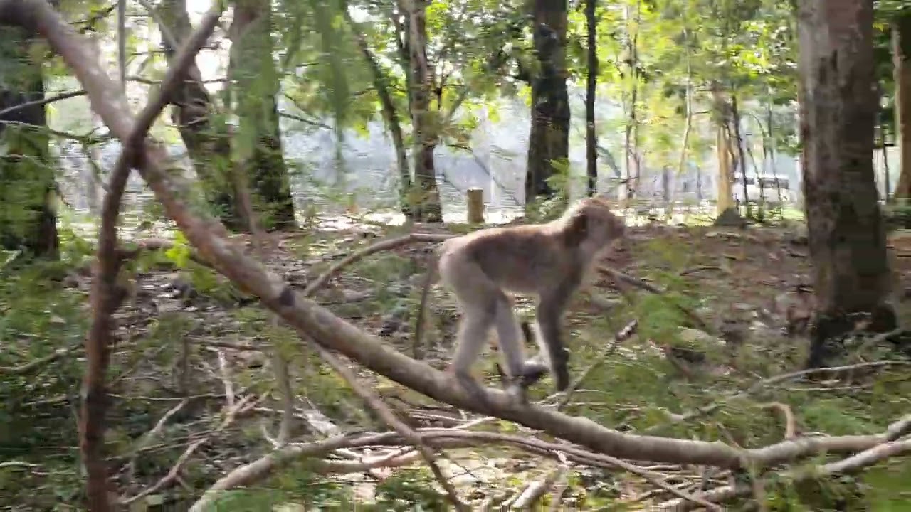 Wildlife monkeys in Amber troop - Monkey Wildlife 617