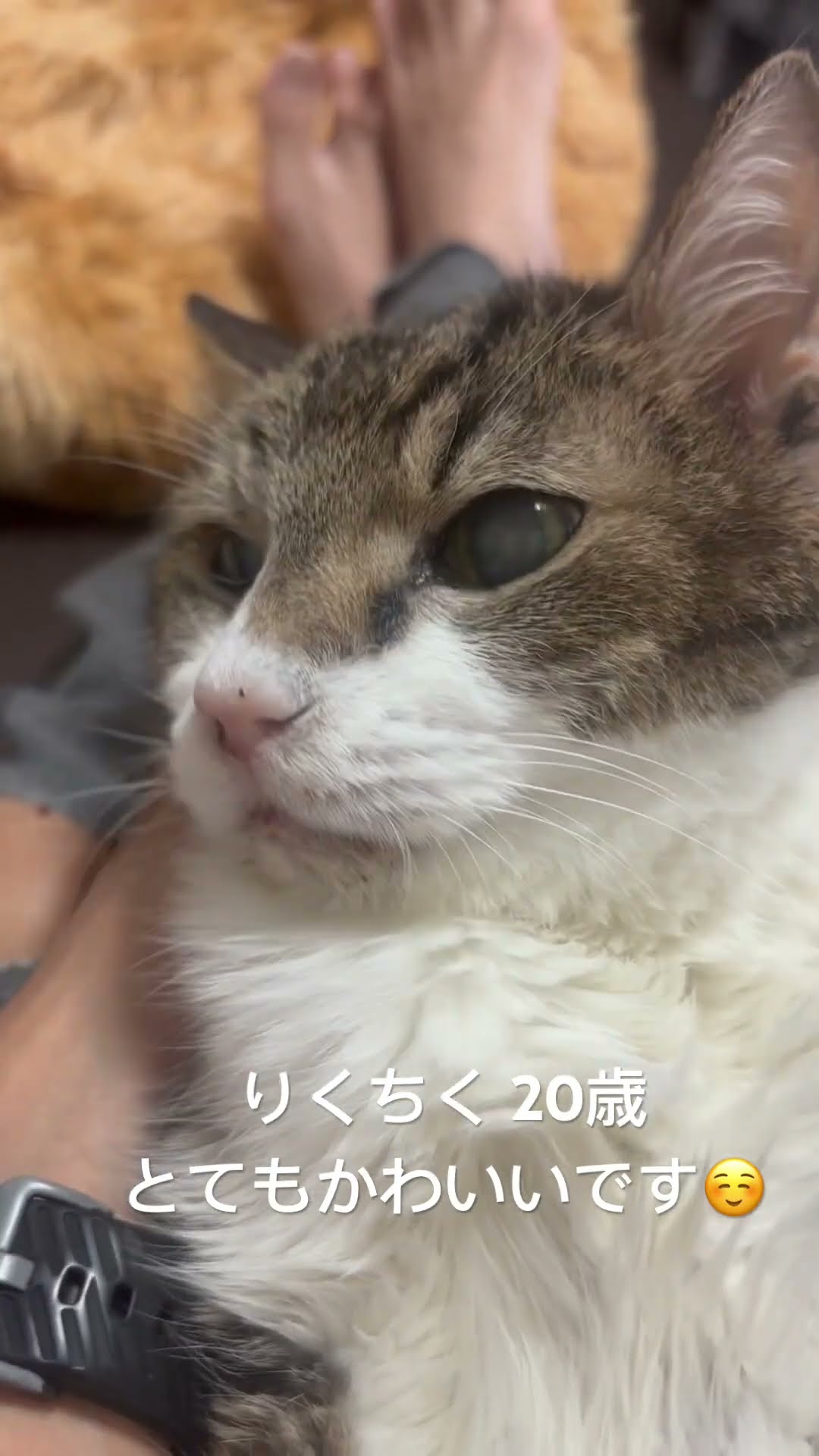 neko18taiki - YouTube