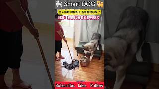 Smart Dog Funny Dogs Video 