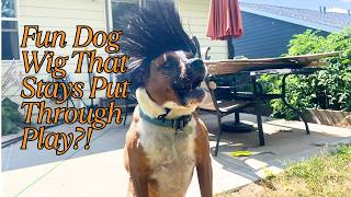 Funny Dog Wig Test for Halloween– Running, Jumping & Still in Place!