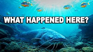 Catfish Won't Bite? Try These Tricks