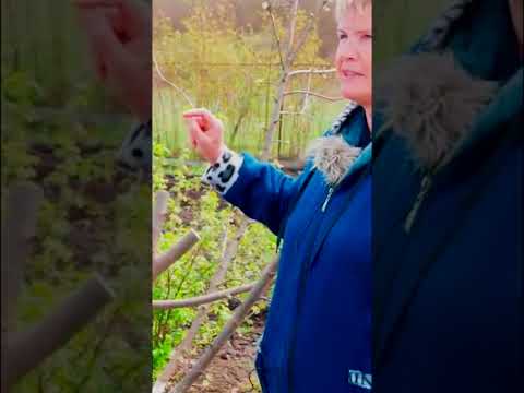 Самый простой способ прививки деревьев Прививка за кору 5