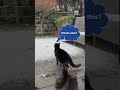 Fluffy Friend's First Flurries