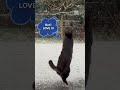 Fluffy Friend's First Flurries