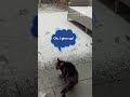 Fluffy Friend's First Flurries
