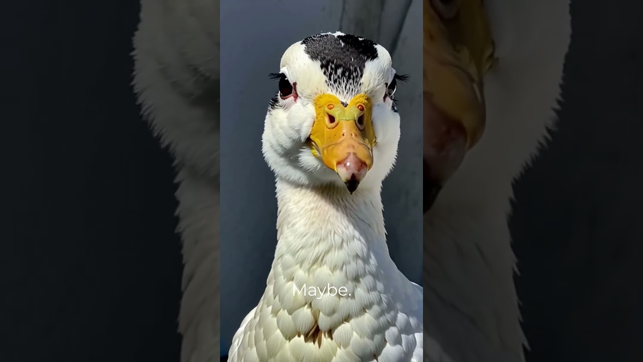 Farmyard Confessional Duck Edition  A Tiny Tale of Puddles, Pressure, and Poultry Problems