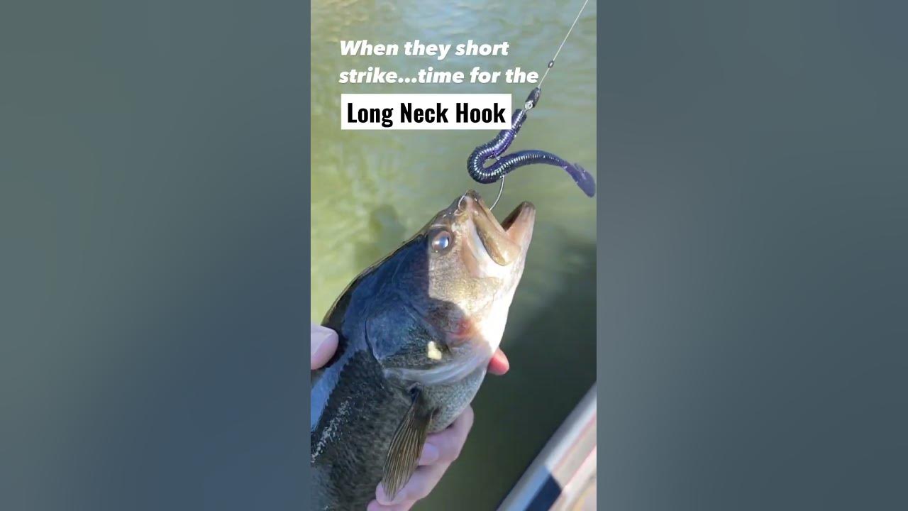 Long Neck Hook Never Broke My Heart. 