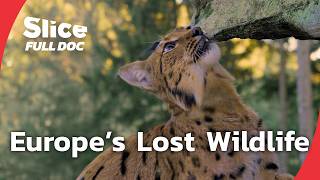 The Reintroduction of Europe’s Rare Animals : Lynxes, Minks and Pond Turtles | FULL DOCUMENTARY