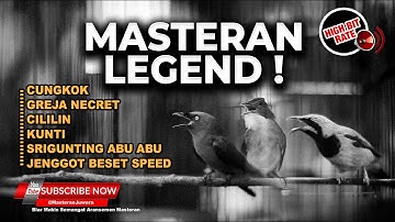 🔴Kompilasi Masteran Greja Necret Jenggot Beset Kunti dan Cililin Cucak Cungkok Srigunting Abu Abu
