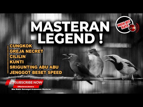 masteran isian full tembakan kasar - suara jernih || masteran cucak ijo tembakan kasar