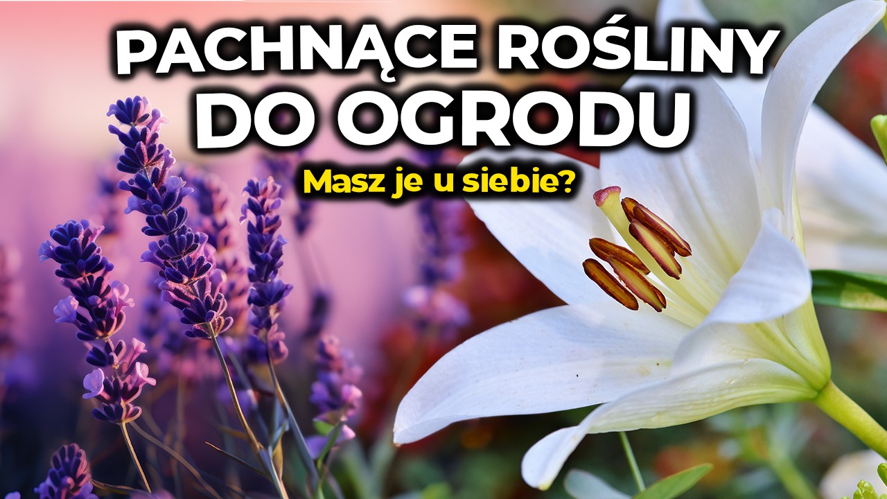 10 Pięknie pachnące rośliny do ogrodu. Stwórz mega pachnący ogród. Musisz je mieć