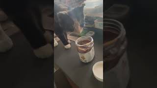 Fine dining with Gorgo #nutella #catvideos #kitten