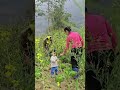 Harvest Cabbage to sell - Taking Care of Livestock