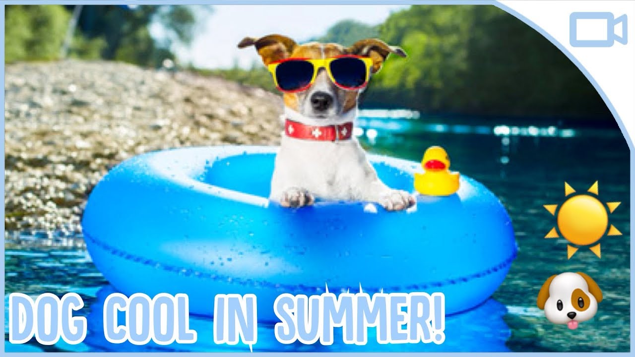 How To Keep Your Dog Cool In Summer Youtube - how to keep your dog cool in summer