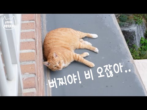 비가 와도 캐노피에서 자는 고양이 설득하기