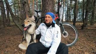Велосипед и собака. Чехословацкий влчак по имени Хуго, тренировочный бег длиной в 50 км.