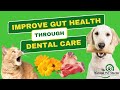 Improve your pets gut health the role of dental care with dr katie woodley