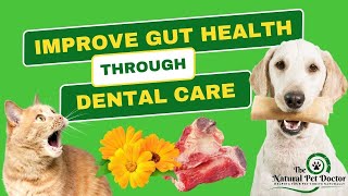 Improve Your Pet's Gut Health: The Role of Dental Care with Dr. Katie Woodley