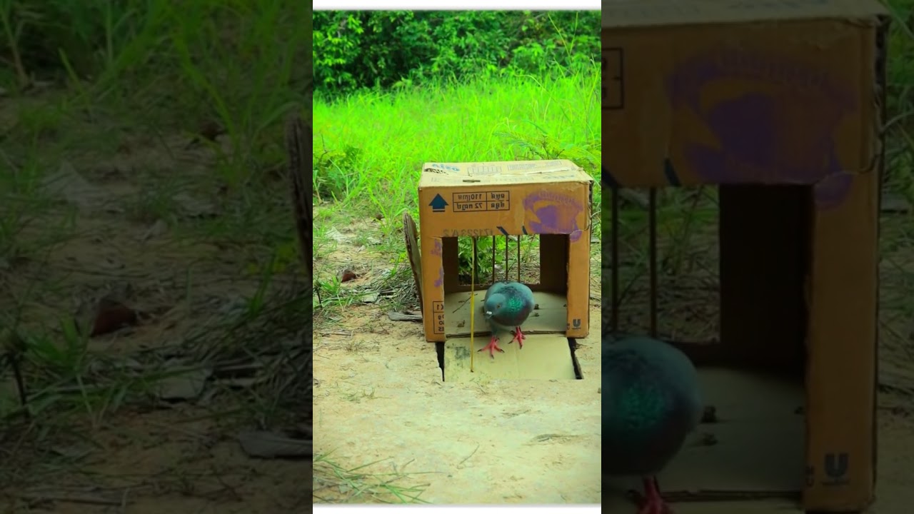 Pigeon Bird Catching – New Method 