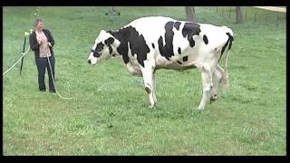 Meet Blosom the world's tallest cow 2
