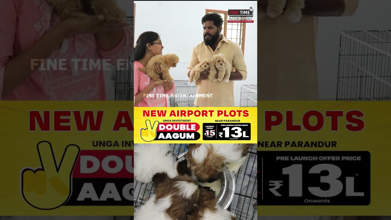 TOY POODLE in CHENNAI  Madhan pets - POODLE | SHIH TZU | FINE TIME LIFESTYLE