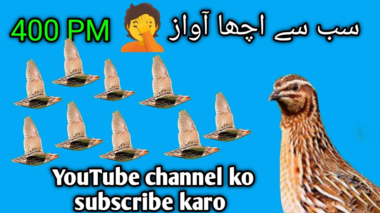 سب سے اچھا اواز بٹیر کا👍 400 MP 🪩 ماشااللہ بہت خوبصورت 🥀 YouTube channel ko subscribe karo 🔔 🙏🙏 