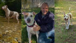 Happy Pitbull Awareness Day