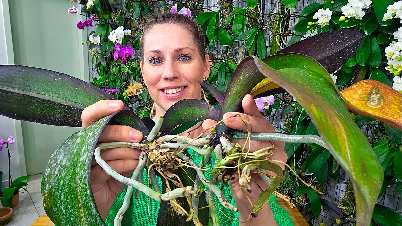 Como recuperar orquídeas que estão debilitadas e não conseguem se enraizar