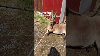 Meg in trouble? 😂 #shorts #onehappyassfarm #farmlife #megthegoat