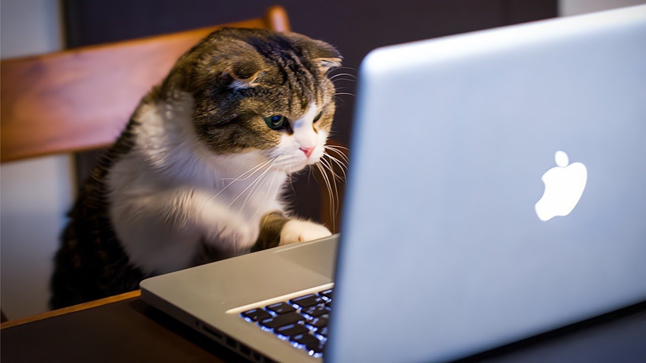 Кот за компьютером