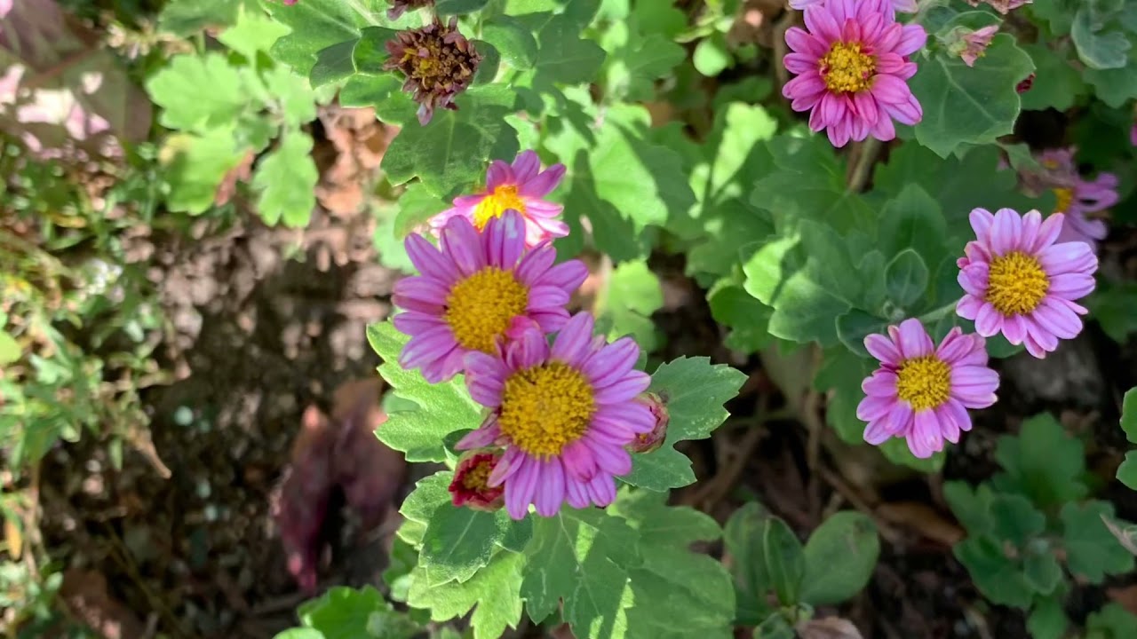 小菊の花言葉 純情 真実 元気 癒しの花と音楽 Youtube