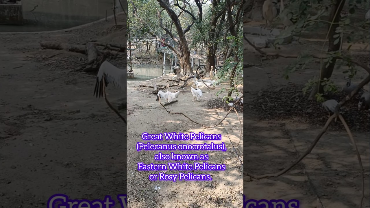 Great white pelican bird 